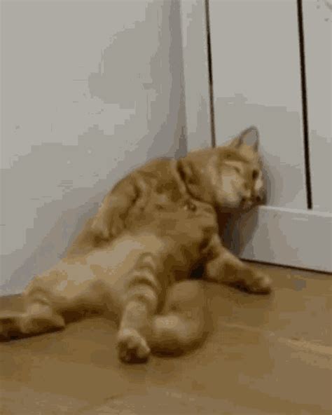 cansado gif|animated cansado meme.